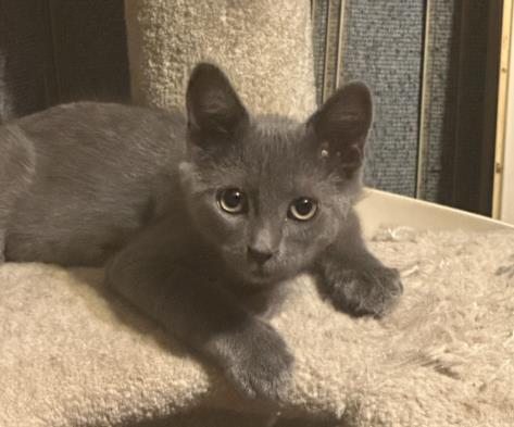 adoptable Cat in Burbank, CA named CASSIAN