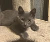 adoptable Cat in burbank, CA named CASSIAN