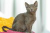 adoptable Cat in burbank, CA named REGULAR SIZED RUDY