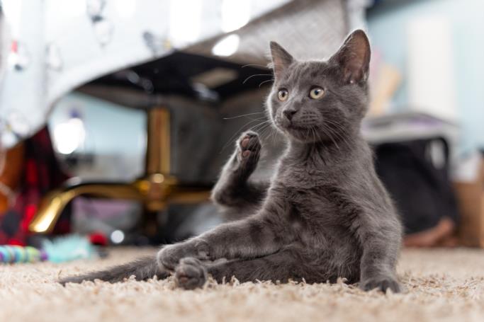 adoptable Cat in Burbank, CA named *BEAR