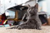 adoptable Cat in  named *BEAR