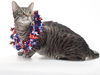 adoptable Cat in burbank, CA named XYX