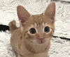adoptable Cat in burbank, CA named BIZLI TATER TOT