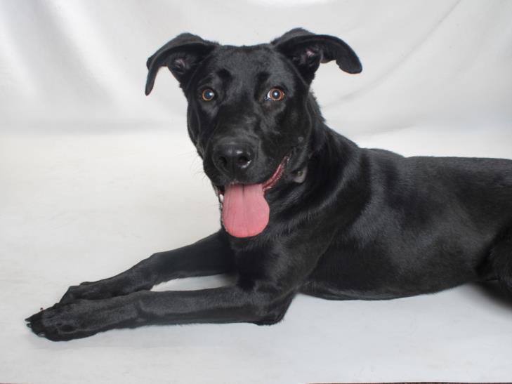 adoptable Dog in Burbank, CA named *PETUNIA