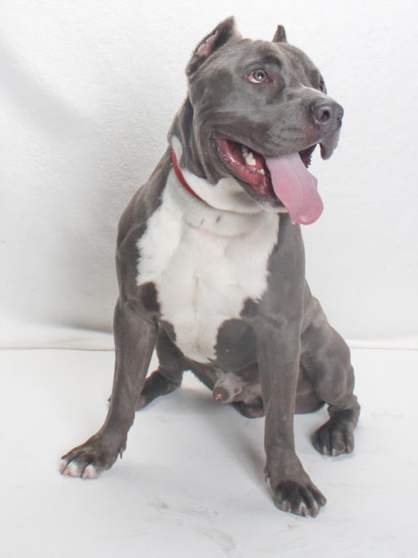 adoptable Dog in Burbank, CA named GONCHO