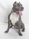 adoptable Dog in  named GONCHO