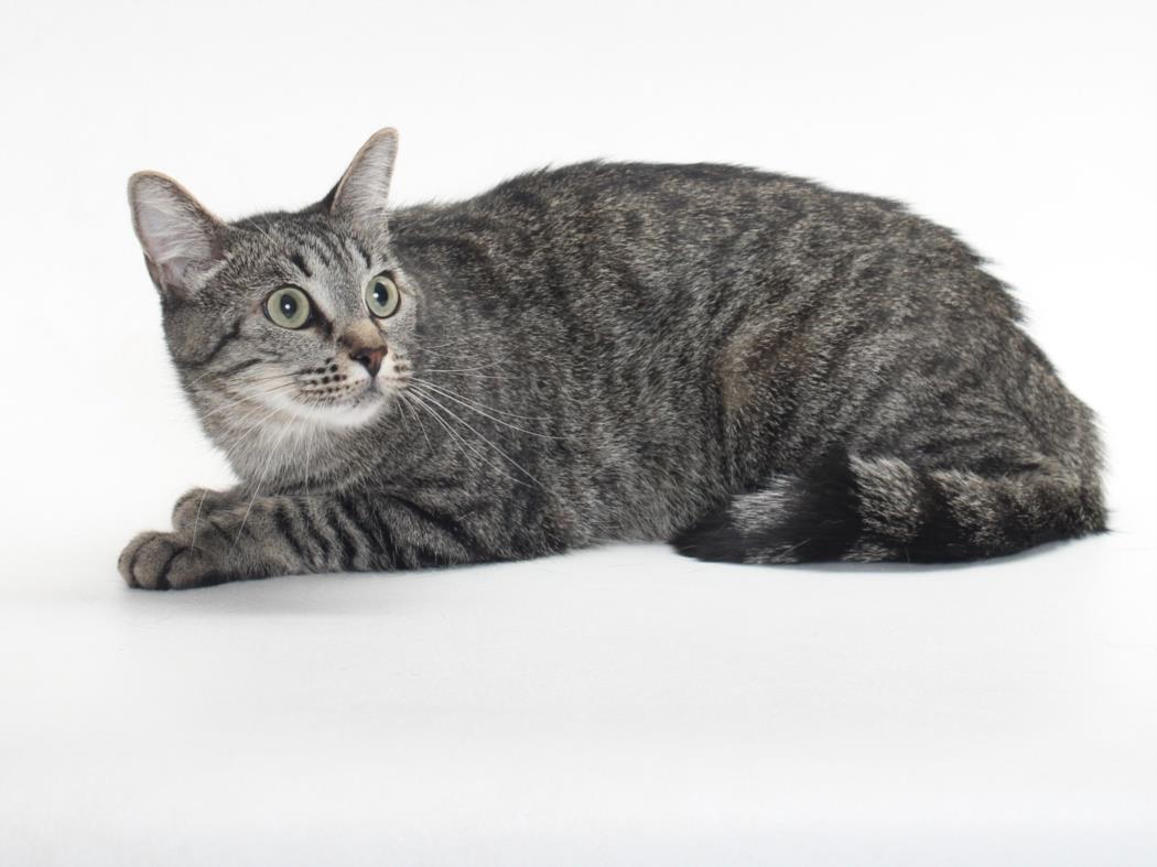 adoptable Cat in Burbank, CA named *RATCHET