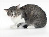 adoptable Cat in Burbank, CA named *CLANK