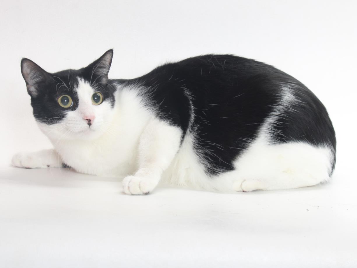 adoptable Cat in Burbank, CA named PEDRO