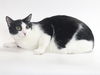 adoptable Cat in burbank, CA named PEDRO