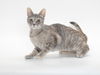 adoptable Cat in burbank, CA named ATHENA