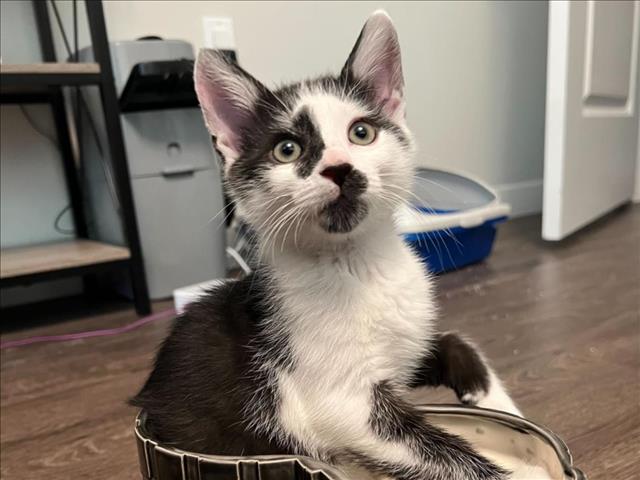 adoptable Cat in Burbank, CA named *SMALL FRY