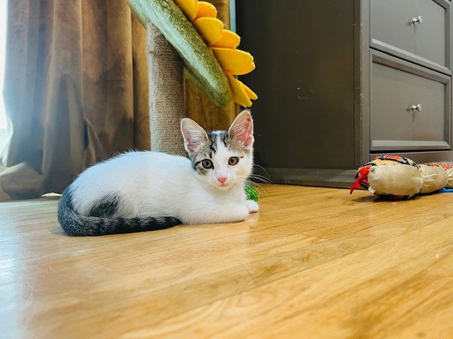 adoptable Cat in Burbank, CA named *SEYMOUR