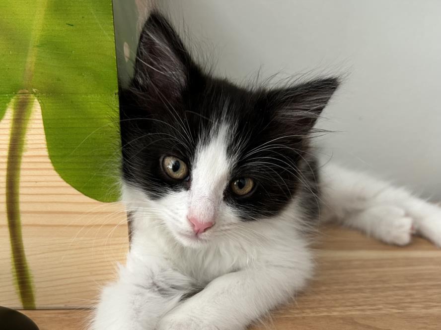 adoptable Cat in Burbank, CA named *MARTY