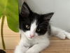 adoptable Cat in burbank, CA named *MARTY