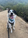 adoptable Dog in  named SNOOPY