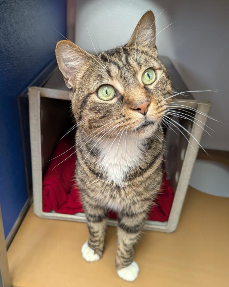adoptable Cat in Burbank, CA named ERNIE