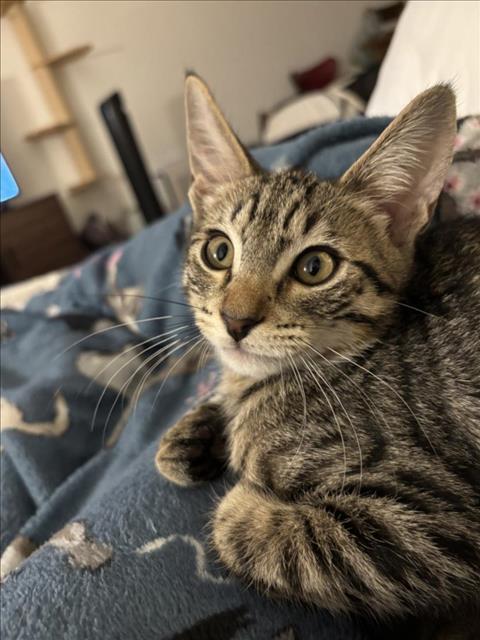adoptable Cat in Burbank, CA named *CLOVER