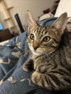 adoptable Cat in Burbank, CA named *CLOVER