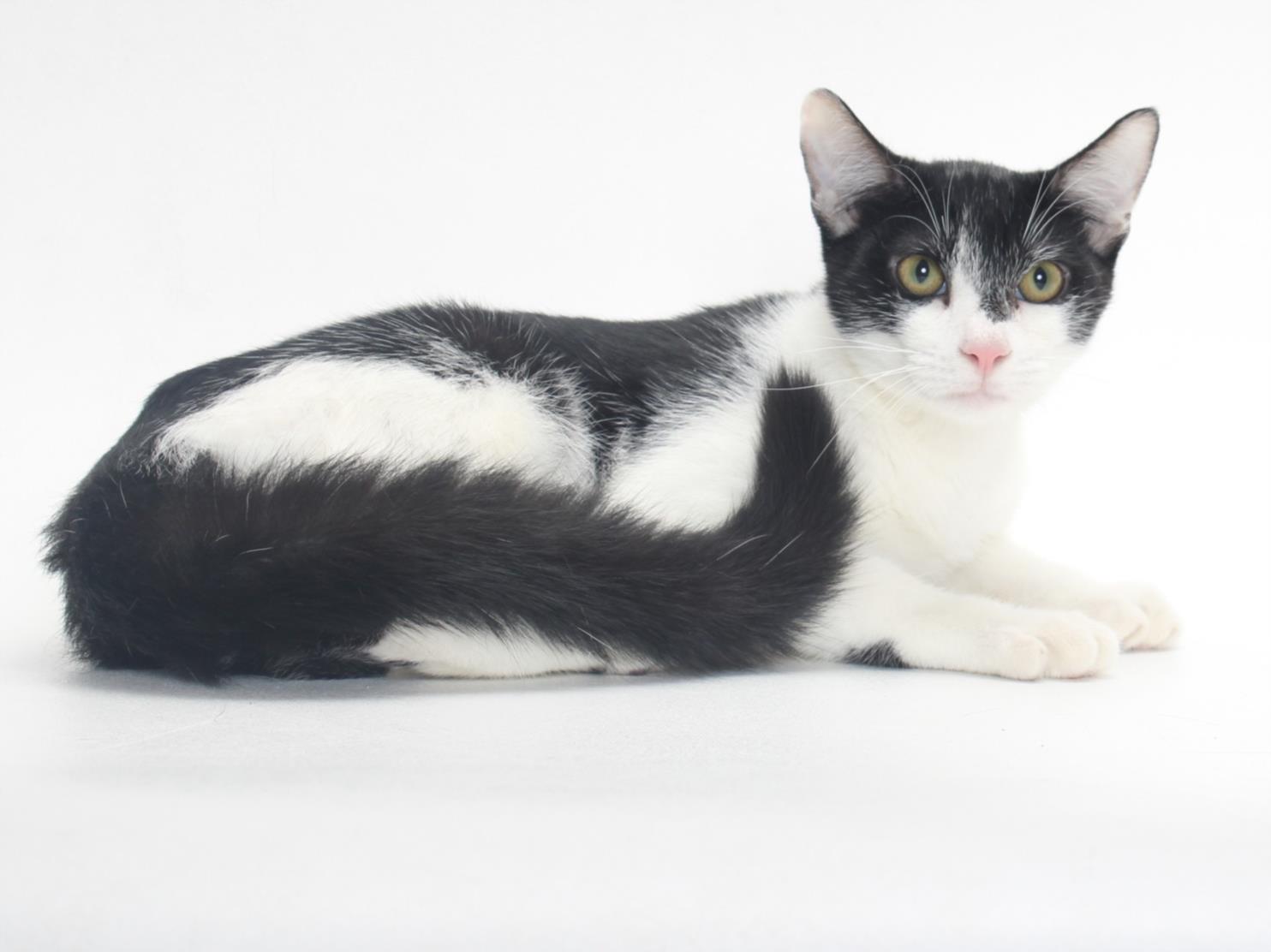 adoptable Cat in Burbank, CA named *LIAM