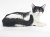 adoptable Cat in burbank, CA named *LIAM
