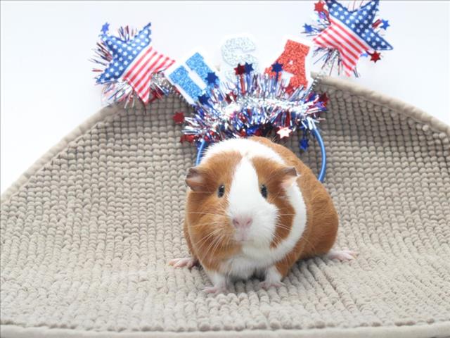 adoptable Guinea Pig in Burbank, CA named TEDDY