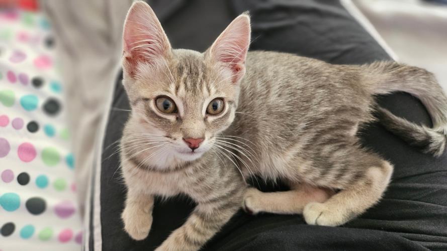 adoptable Cat in Burbank, CA named WESLEY*