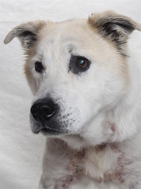 adoptable Dog in Burbank, CA named BRUCE *