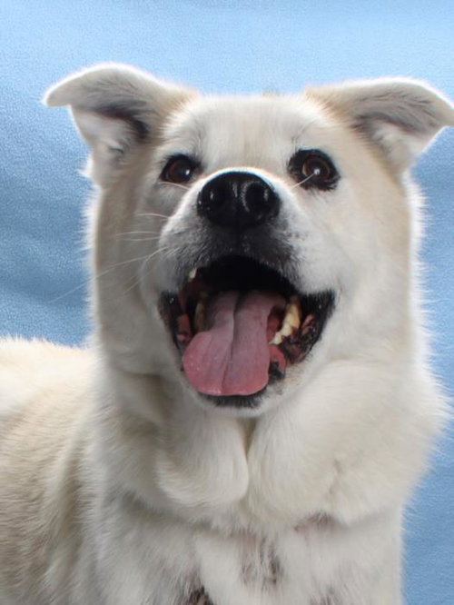 picture of the dog needing adoption