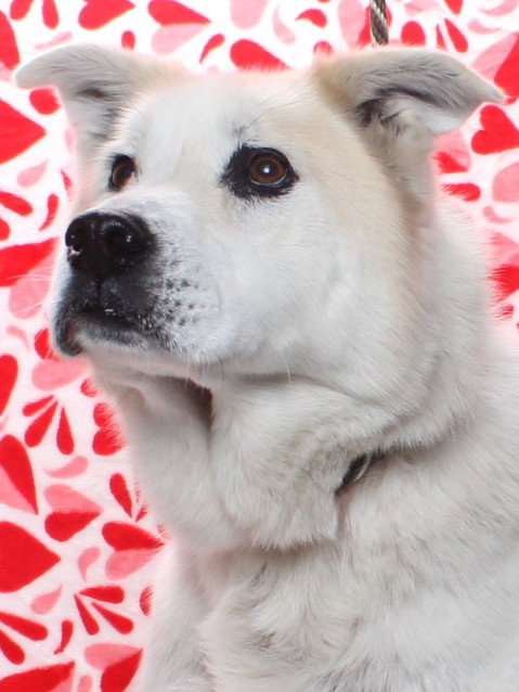 *BRUCE - Husky available for adoption
