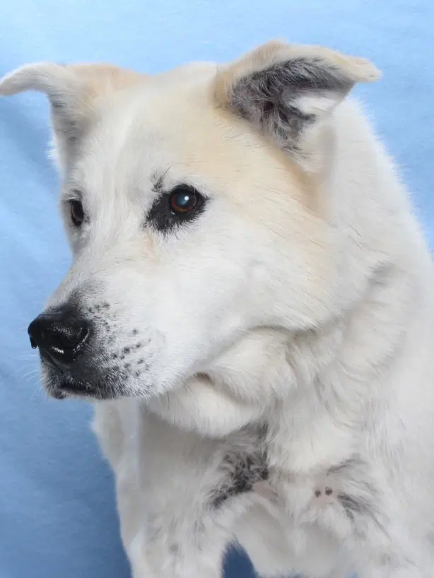 Bruce - Husky