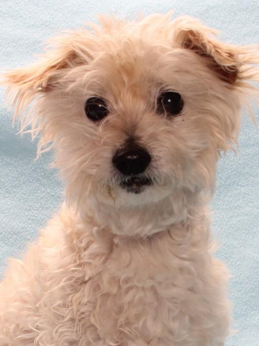 adoptable Dog in Burbank, CA named CAPTAIN
