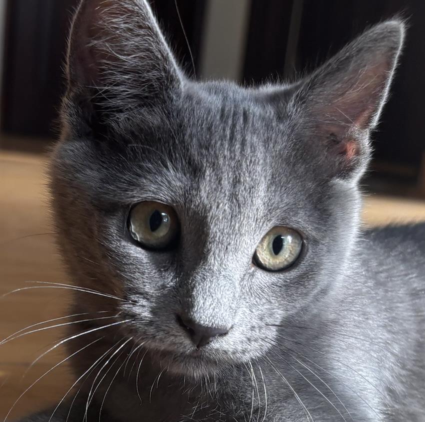 adoptable Cat in Burbank, CA named SHADOW