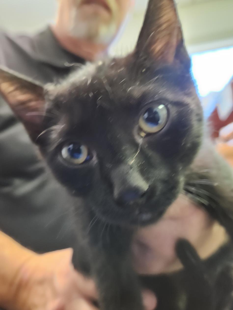 adoptable Cat in Burbank, CA named PEPPER*