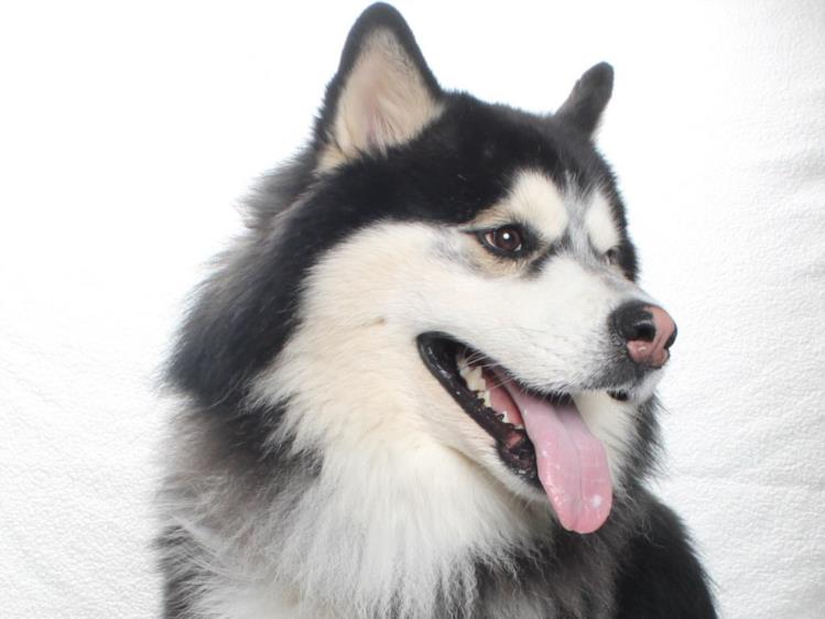 adoptable Dog in Burbank, CA named MARSHALL