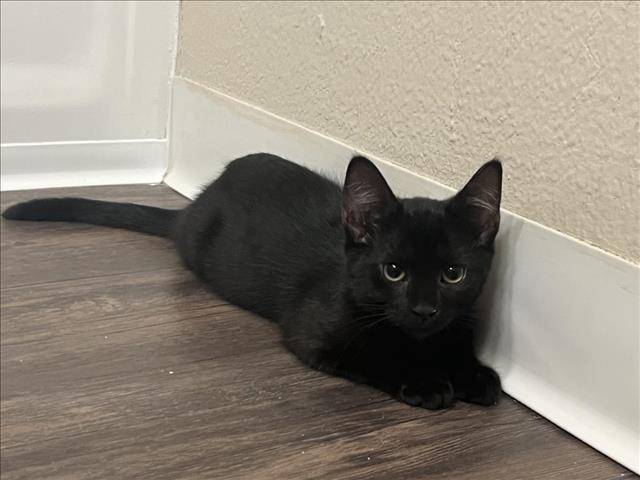 adoptable Cat in Burbank, CA named *REMY
