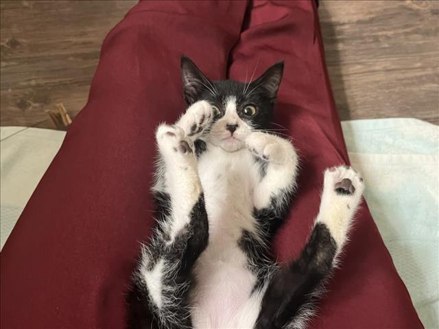 adoptable Cat in Burbank, CA named *TUCK