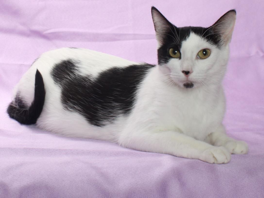 adoptable Cat in Burbank, CA named LUNA*