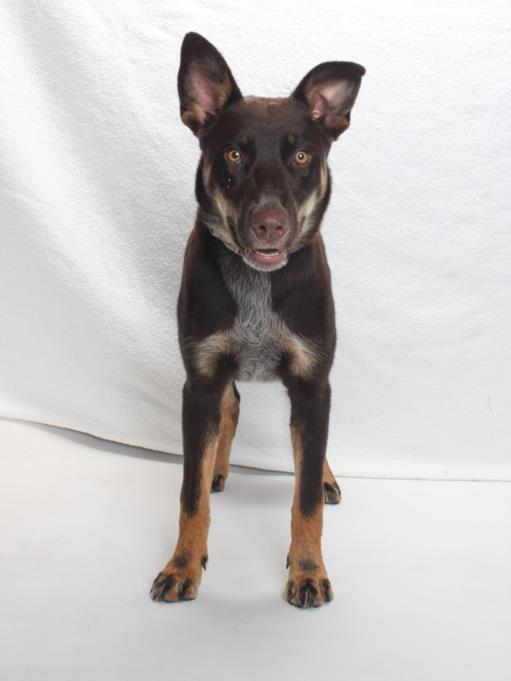 adoptable Dog in Burbank, CA named *ASTRO