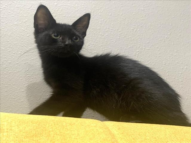 adoptable Cat in Burbank, CA named DILL