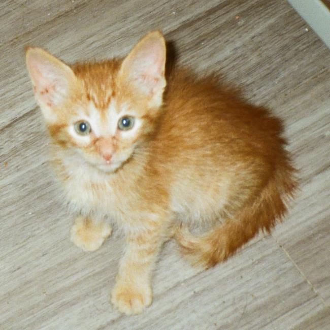 adoptable Cat in Burbank, CA named *TURMERIC