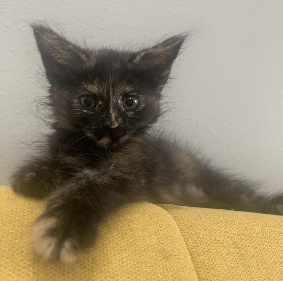 adoptable Cat in Burbank, CA named *SAGE