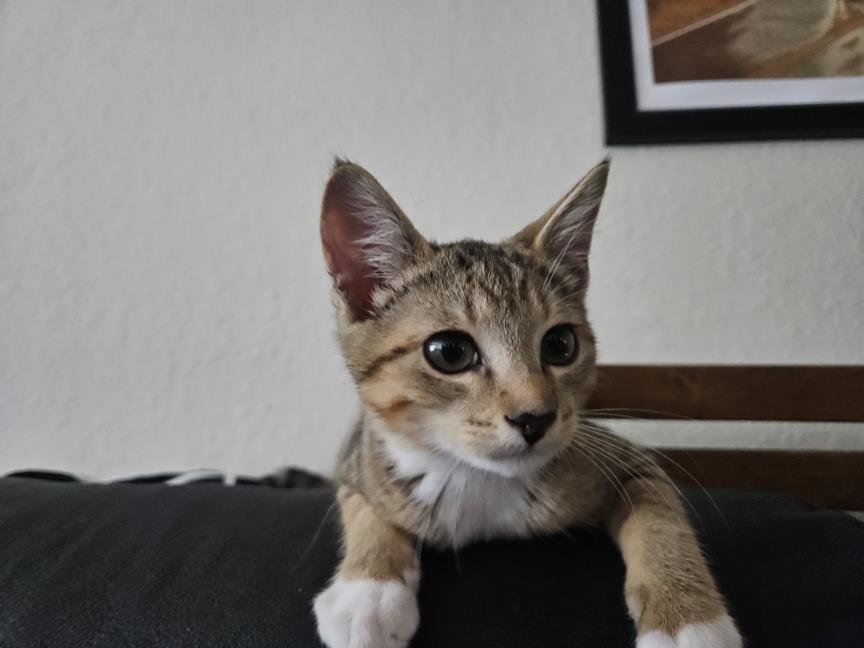 adoptable Cat in Burbank, CA named *DIEGO