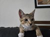 adoptable Cat in burbank, CA named *DIEGO