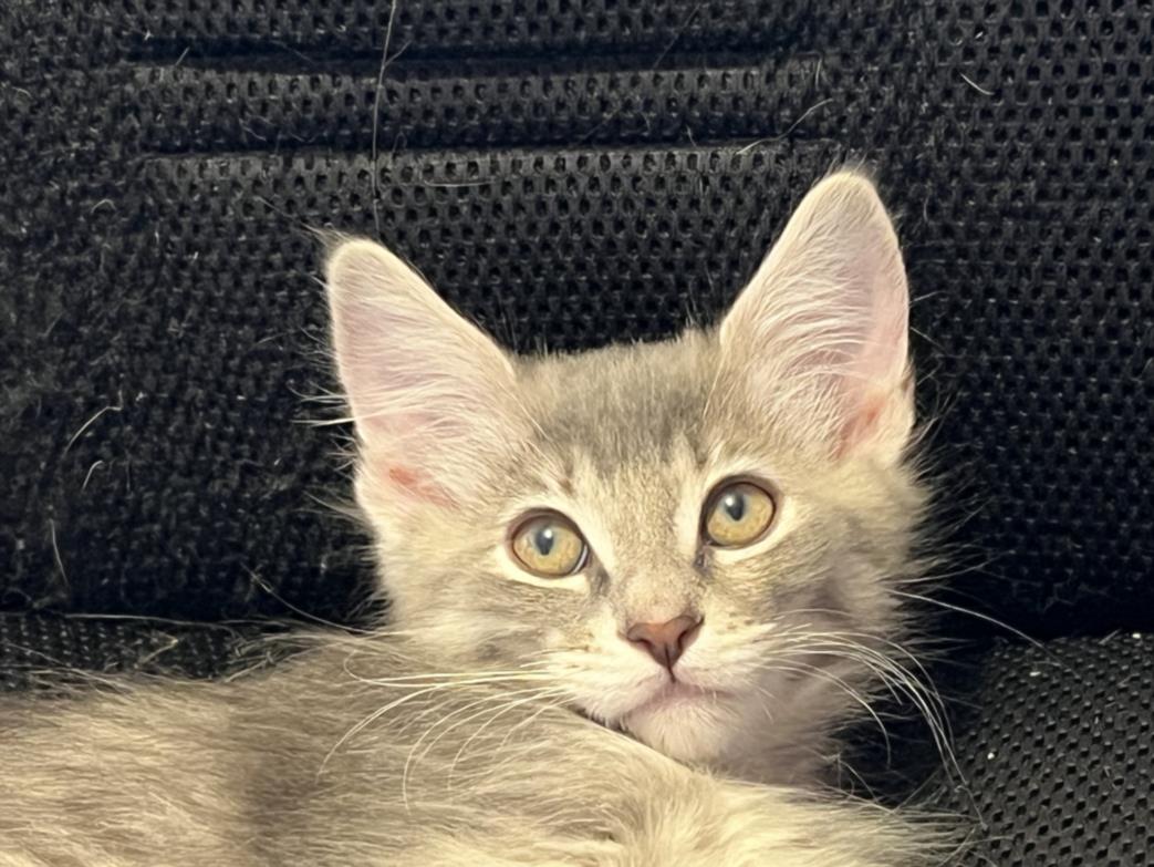 adoptable Cat in Burbank, CA named *GRAYSON