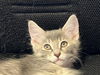 adoptable Cat in burbank, CA named *GRAYSON