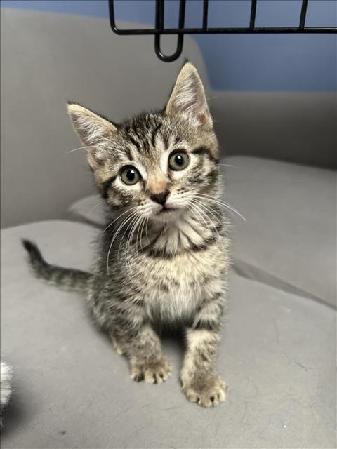 adoptable Cat in Burbank, CA named *GIGI