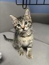 adoptable Cat in burbank, CA named *GIGI