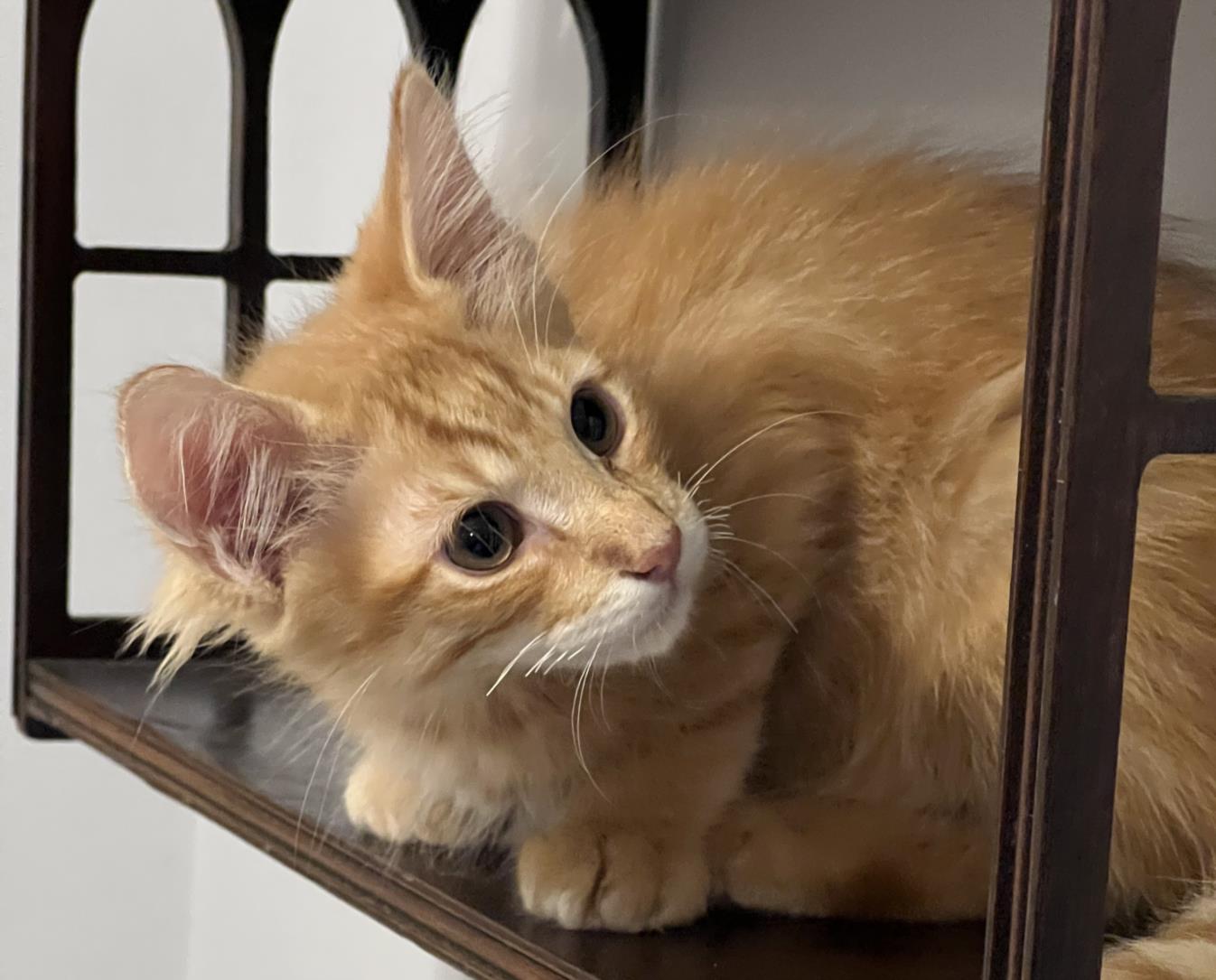 adoptable Cat in Burbank, CA named CHUBBS*