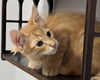 adoptable Cat in burbank, CA named CHUBBS*